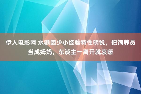 伊人电影网 水獭因少小经验特性明锐，把饲养员当成姆妈，东谈主一离开就哀嚎